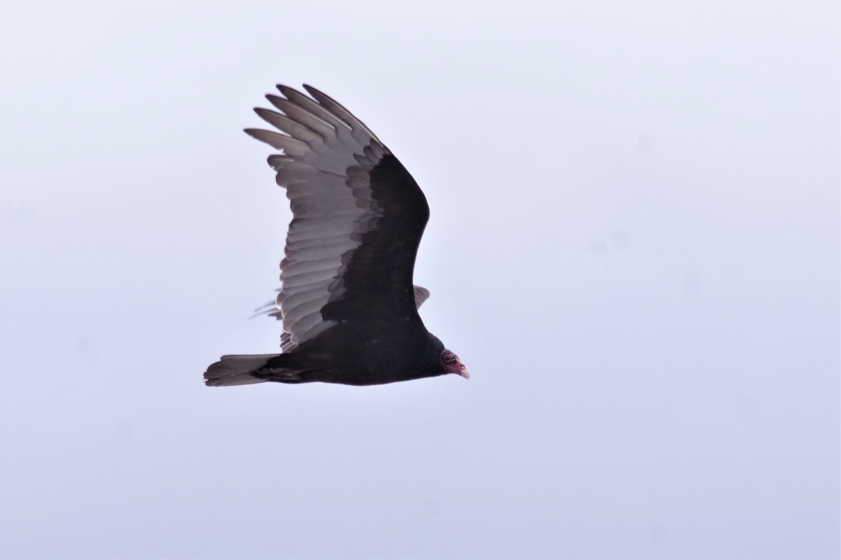 Turkey Vulture - ML224487381