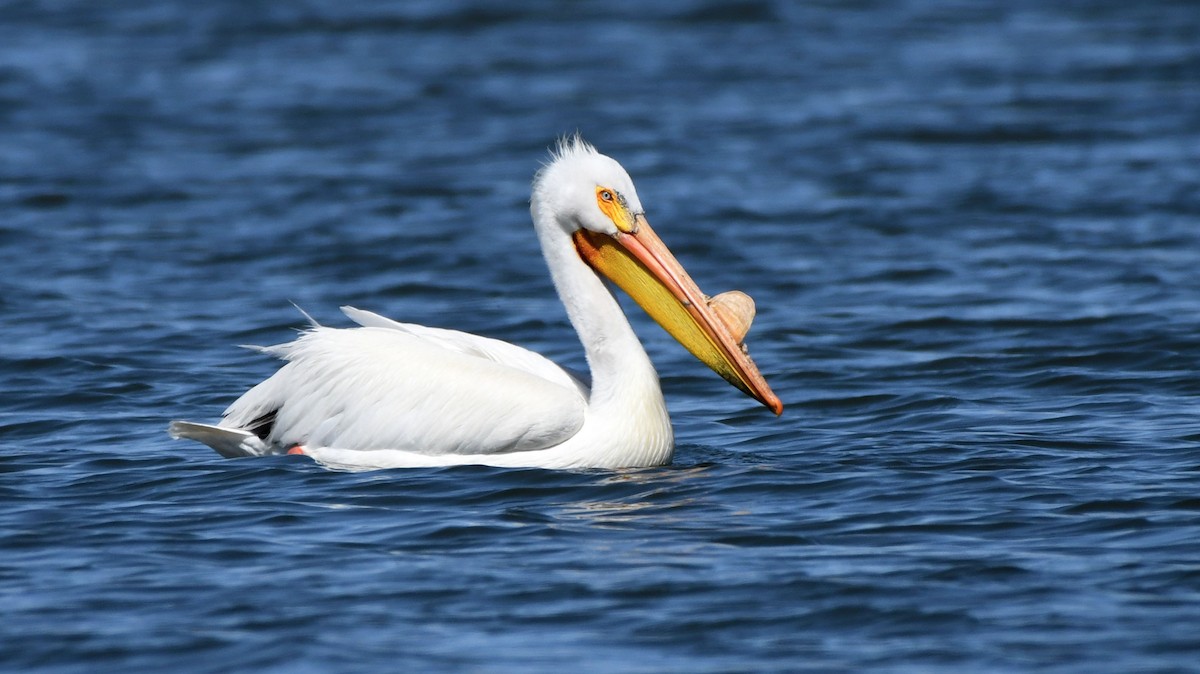 American White Pelican - Jack  Bushong