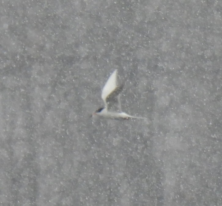 eBird Checklist 17 Apr 2020 Nimisila Reservoir 1 species