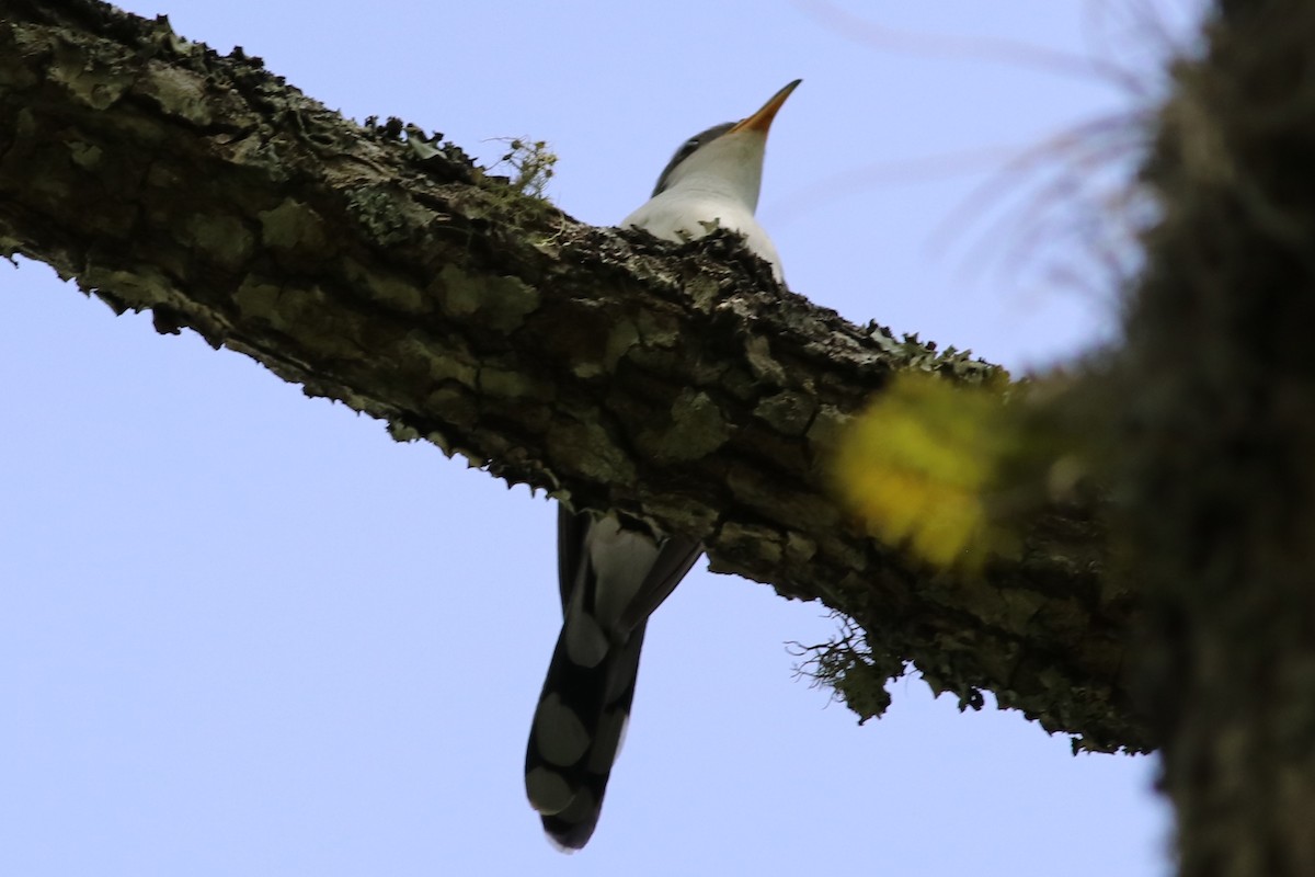 eBird Checklist - 17 Apr 2020 - Guana River WMA - 46 species