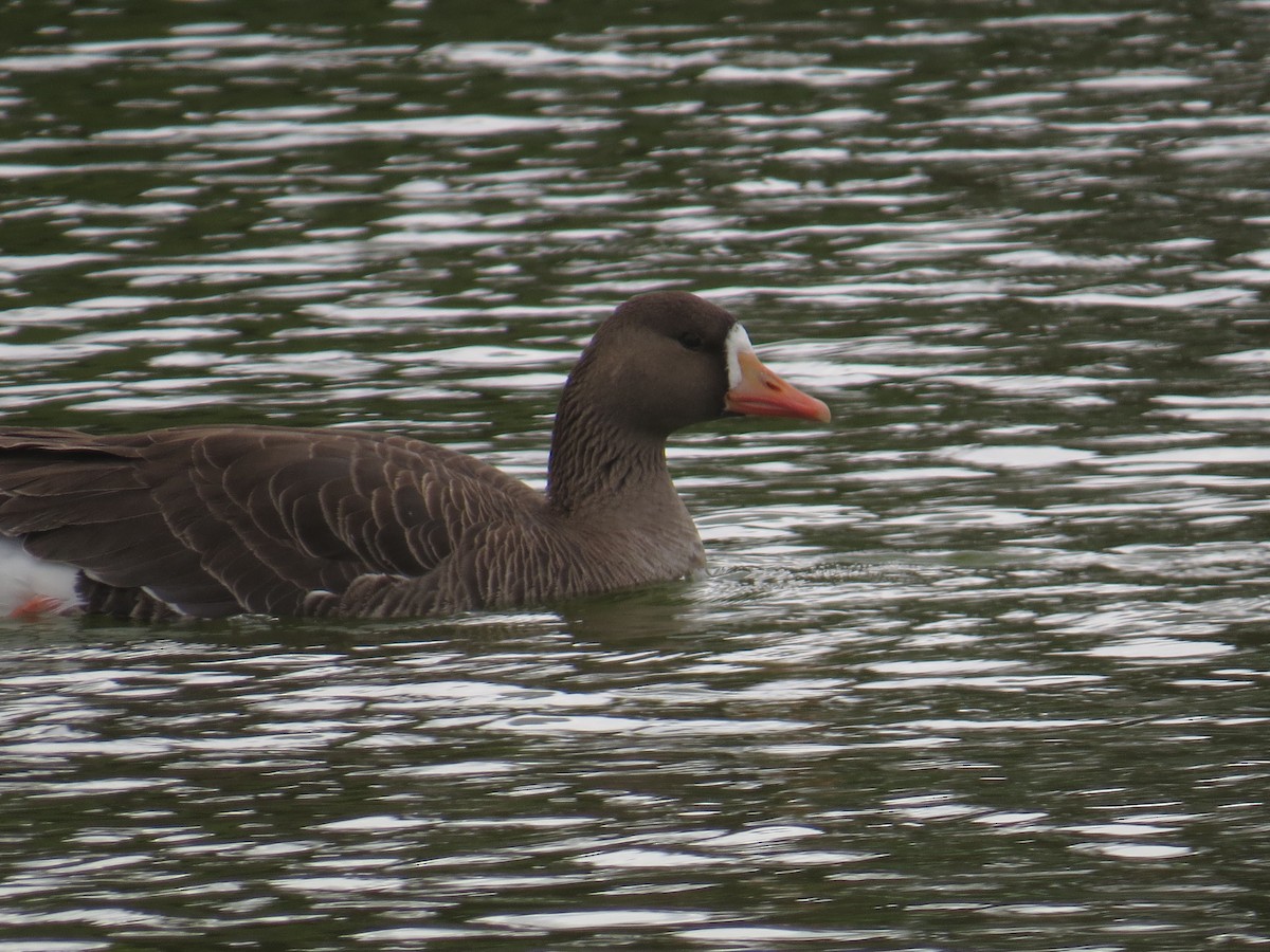 Greater White-fronted Goose - ML224496821