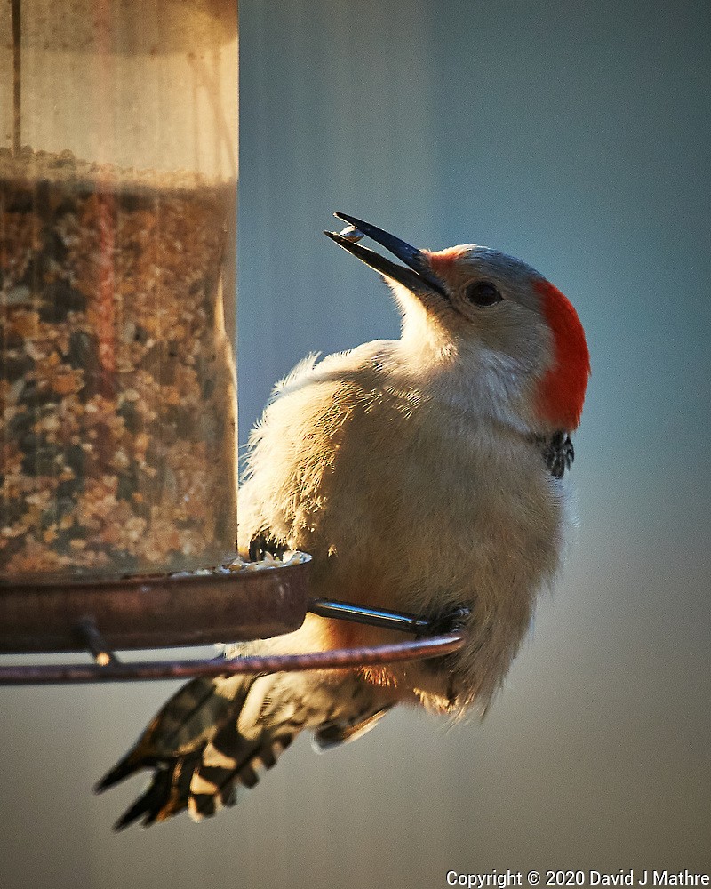 Red-bellied Woodpecker - ML224498701