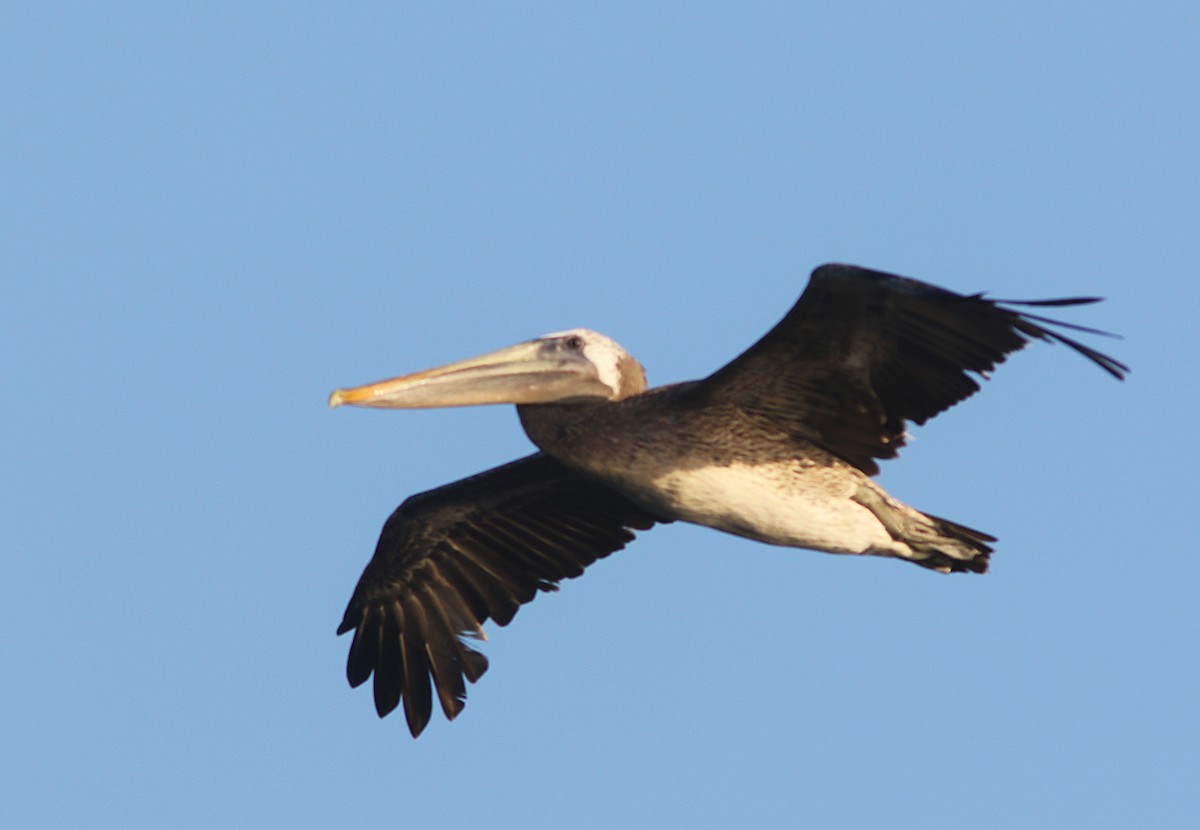Brown Pelican (Atlantic) - Jorge Montejo