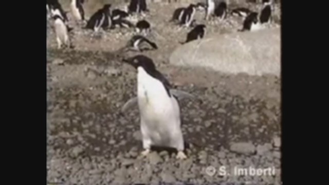 Пінгвін Аделі - ML224500021