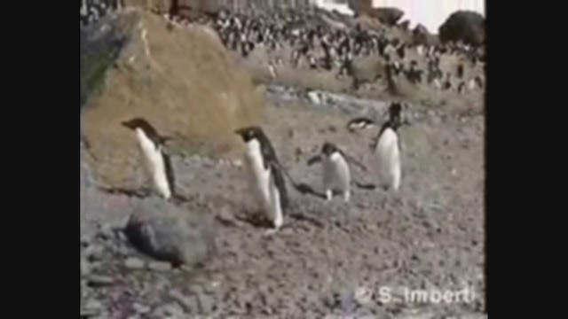 Pingüino de Adelia - ML224500031