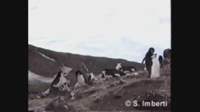 Антарктический пингвин - ML224500501