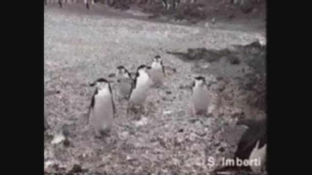 Антарктический пингвин - ML224500521