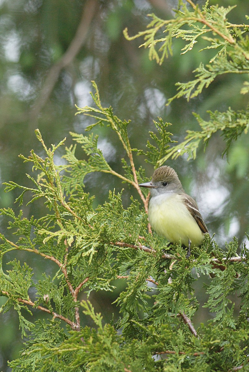 Great Crested Flycatcher - ML22450391