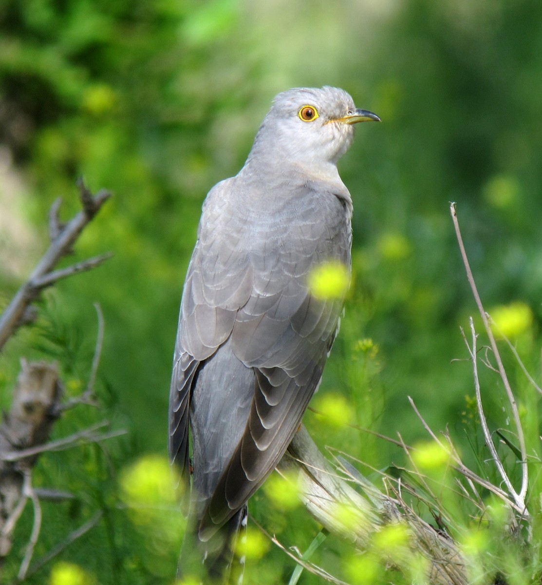 Common Cuckoo - Shaun Robson