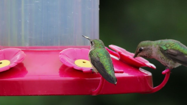 Calliope Hummingbird - ML224512761