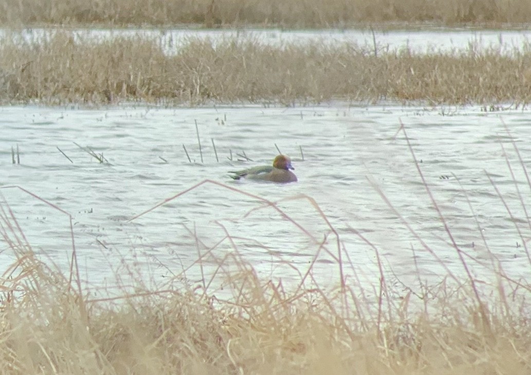 eBird Checklist 17 Apr 2020 Ryley Landfill 12 species