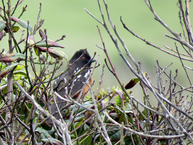 Spotted Towhee - ML224513771