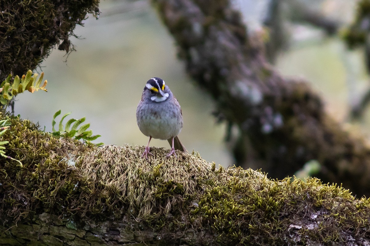 White-throated Sparrow - John C Sullivan