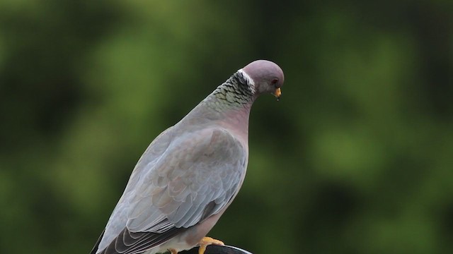 Pigeon à queue barrée - ML224516321