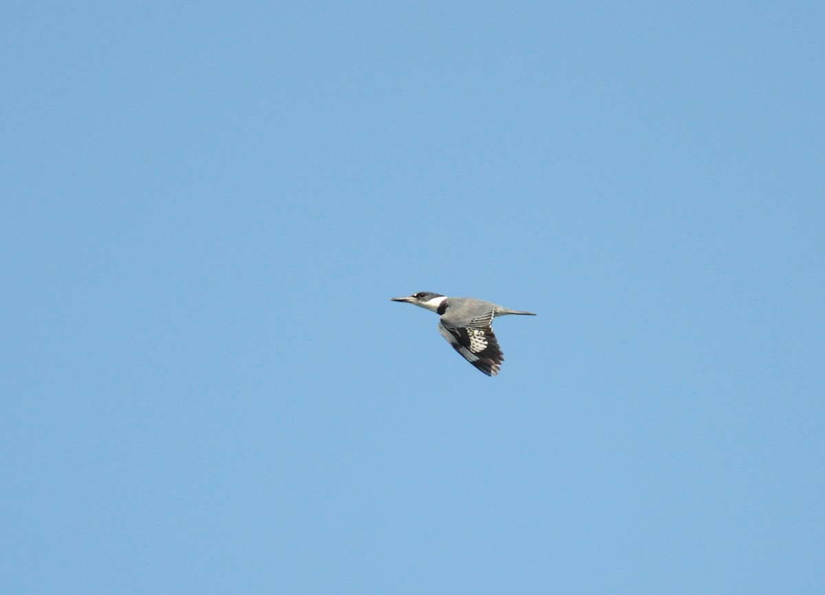 Belted Kingfisher - ML224516491