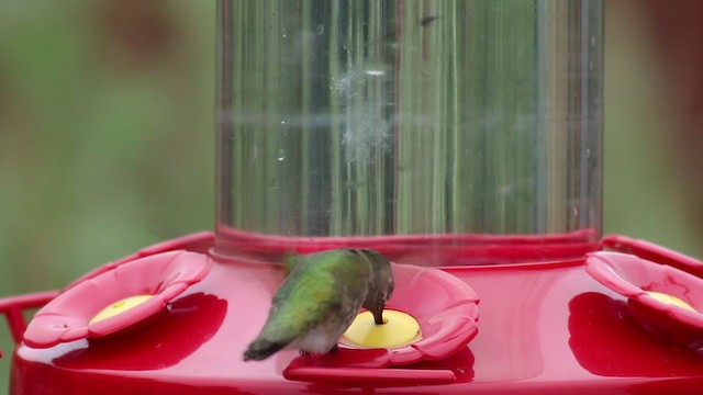 Calliope Hummingbird - ML224517061
