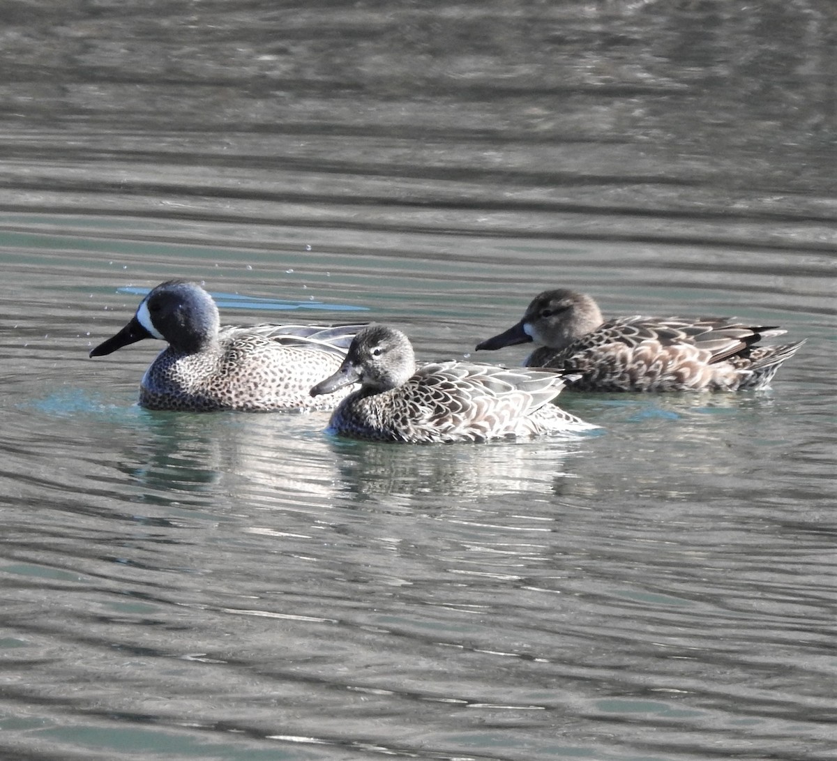 Blue-winged Teal - ML224519361