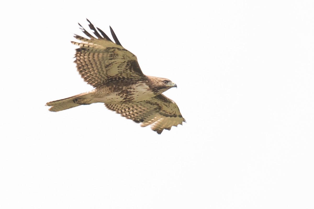 Red-tailed Hawk - Sal Giambruno