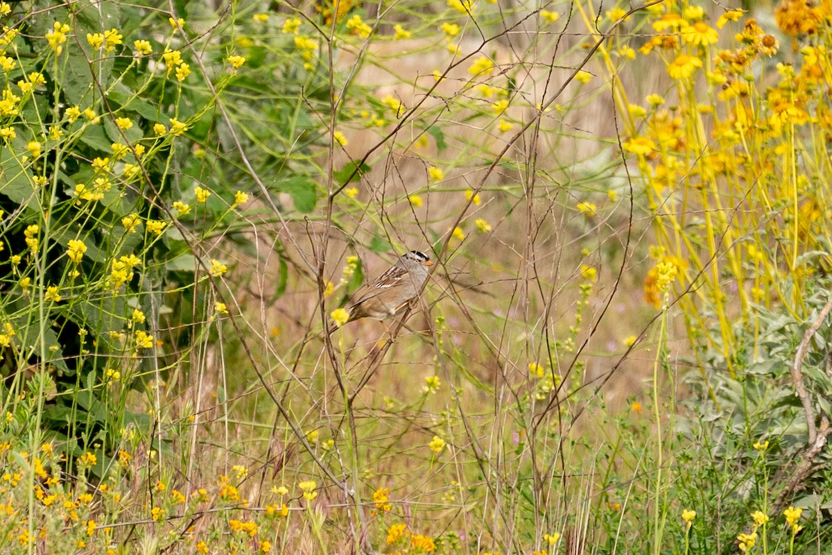White-crowned Sparrow - ML224521851