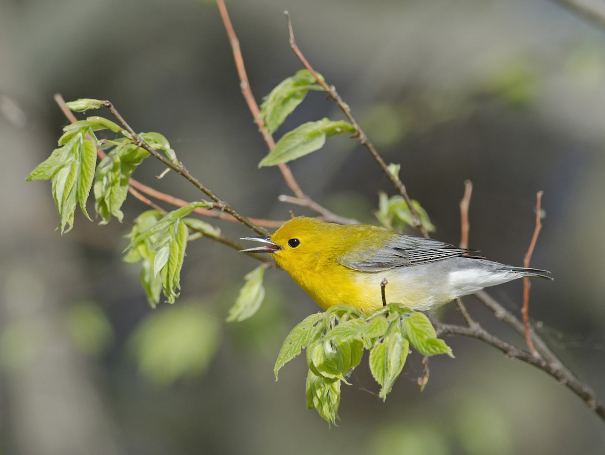 Prothonotary Warbler - ML224525461