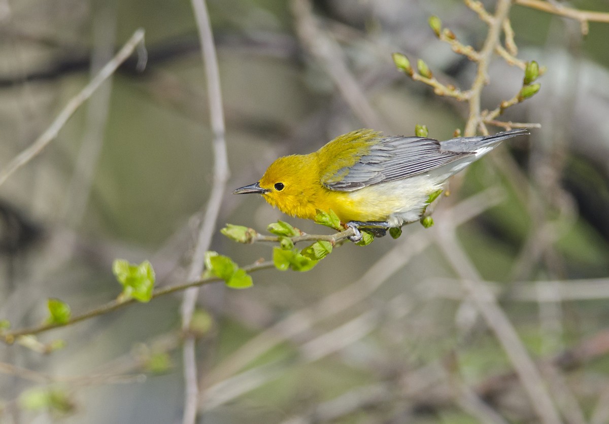 Prothonotary Warbler - ML224525471
