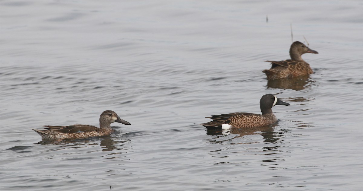 Blue-winged Teal - ML224536551