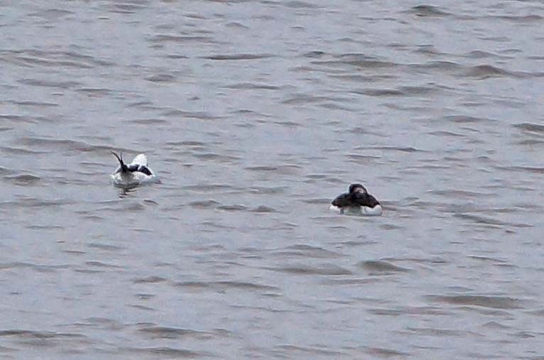 Long-tailed Duck - ML22453781