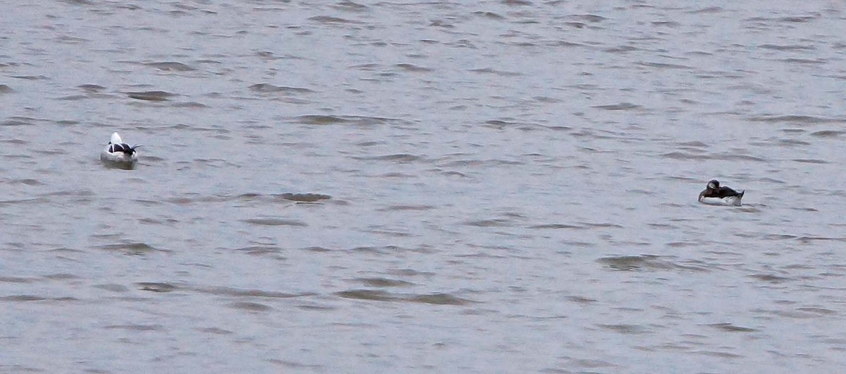Long-tailed Duck - Mark McConaughy