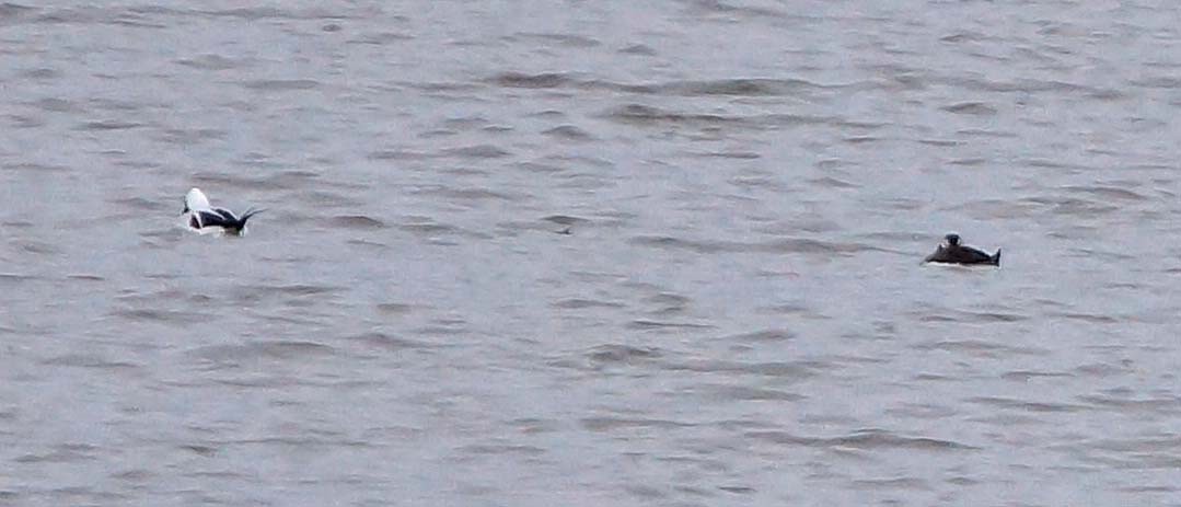 Long-tailed Duck - ML22453811