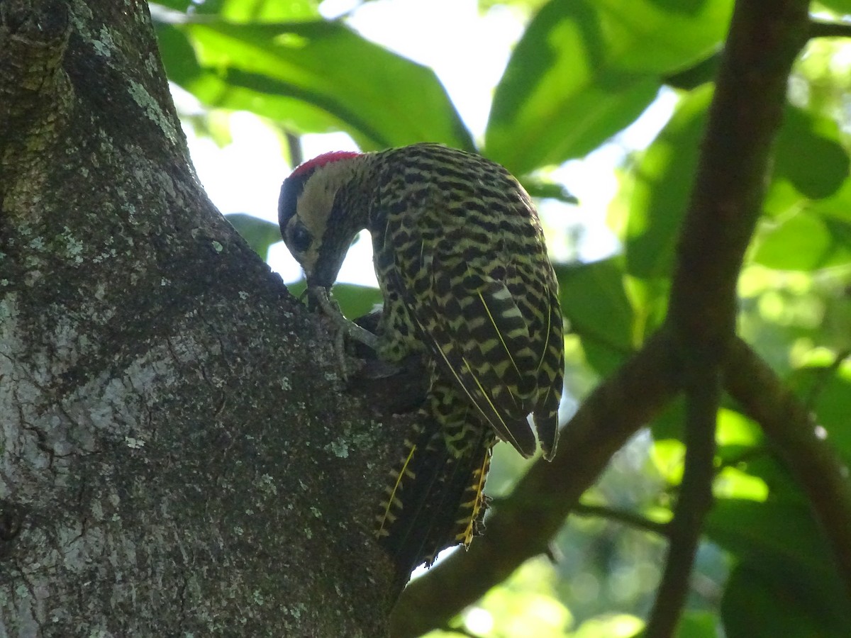 Green-barred Woodpecker - ML224541131