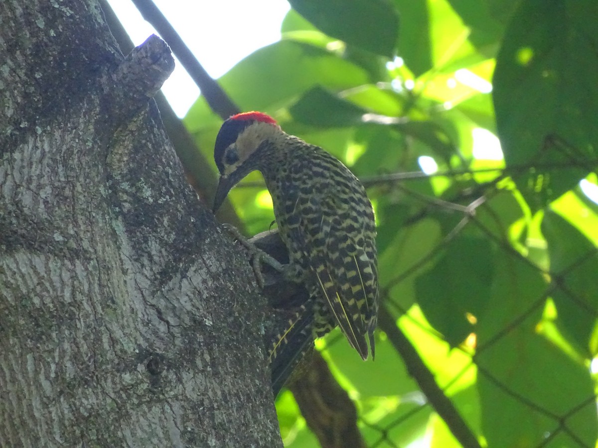 Green-barred Woodpecker - ML224541441