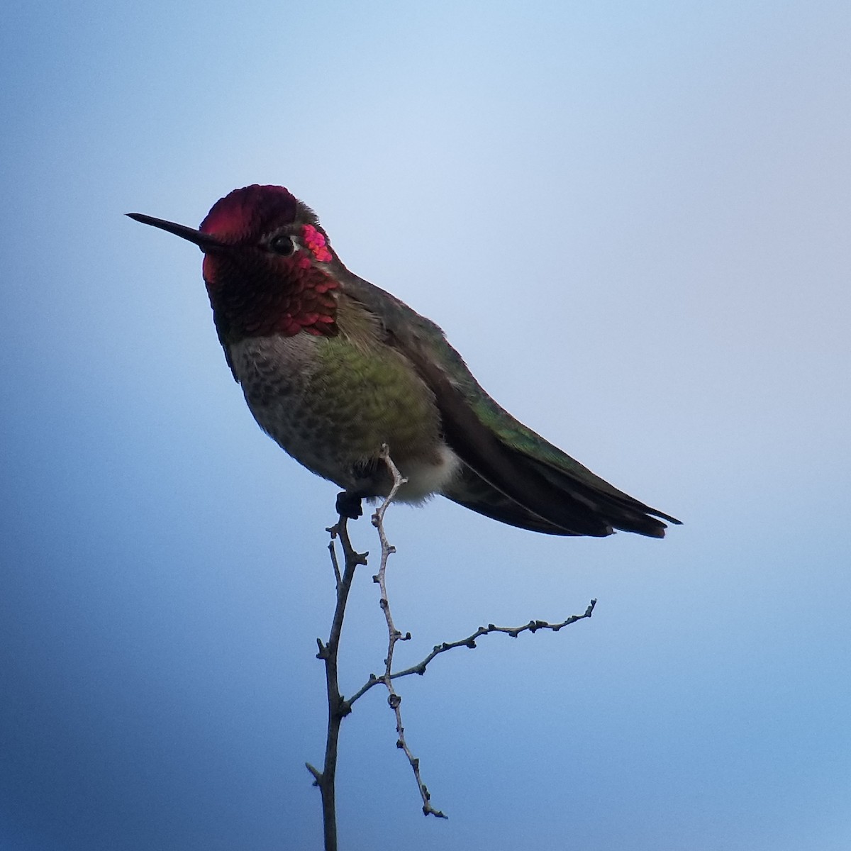 Anna's Hummingbird - ML224543201