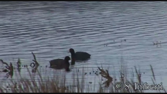White-winged Coot - ML224545081