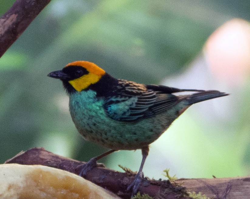 Saffron-crowned Tanager - ML224547571
