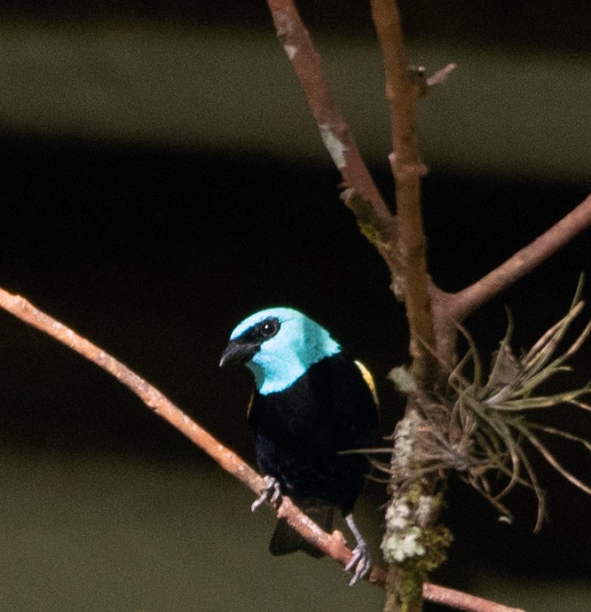 Blue-necked Tanager - ML224550531