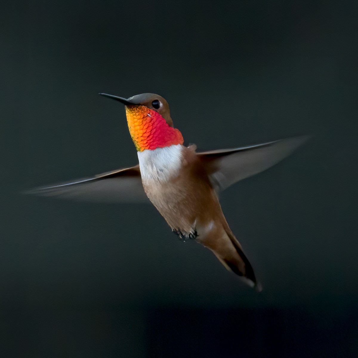 Rufous Hummingbird - Rod Miller