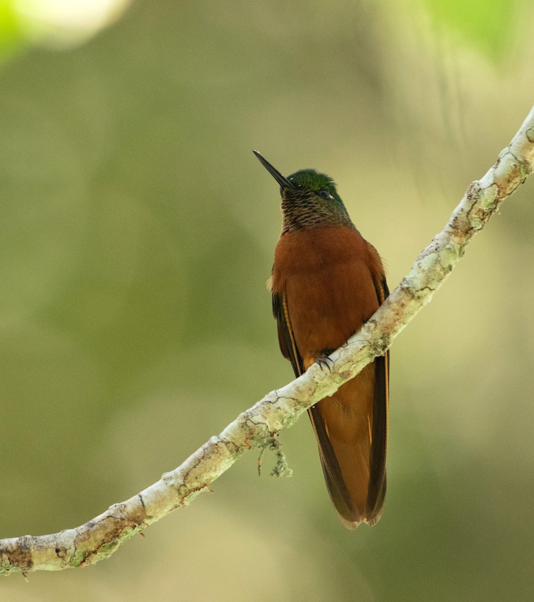 kolibřík peruánský - ML224551211