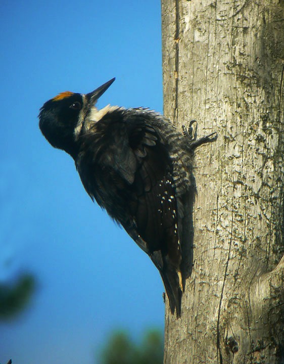 Black-backed Woodpecker - Bill Maynard