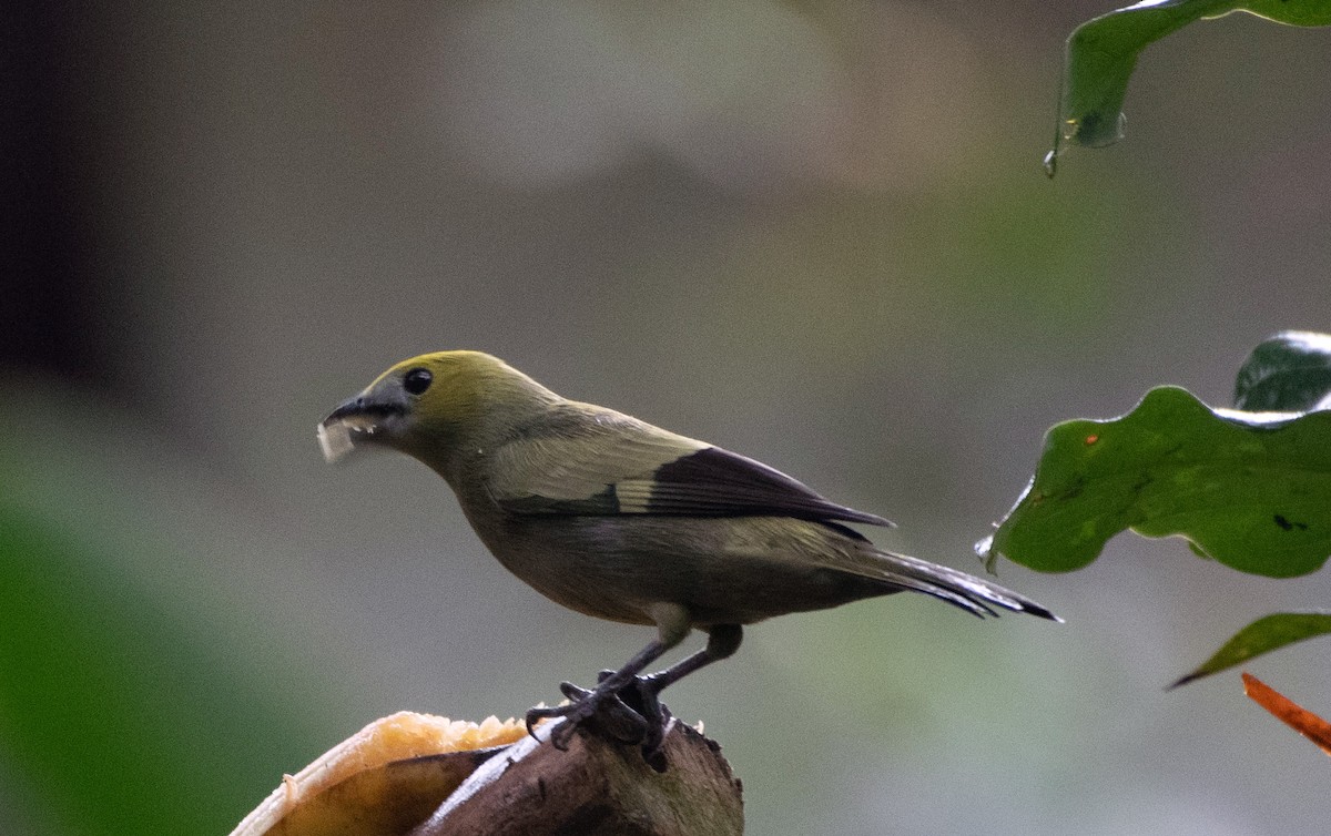 Palm Tanager - ML224554951