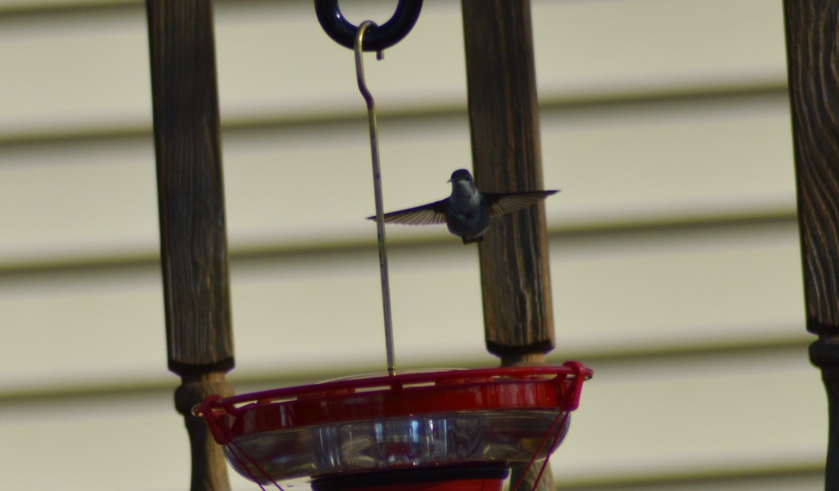 Black-chinned Hummingbird - ML224555611