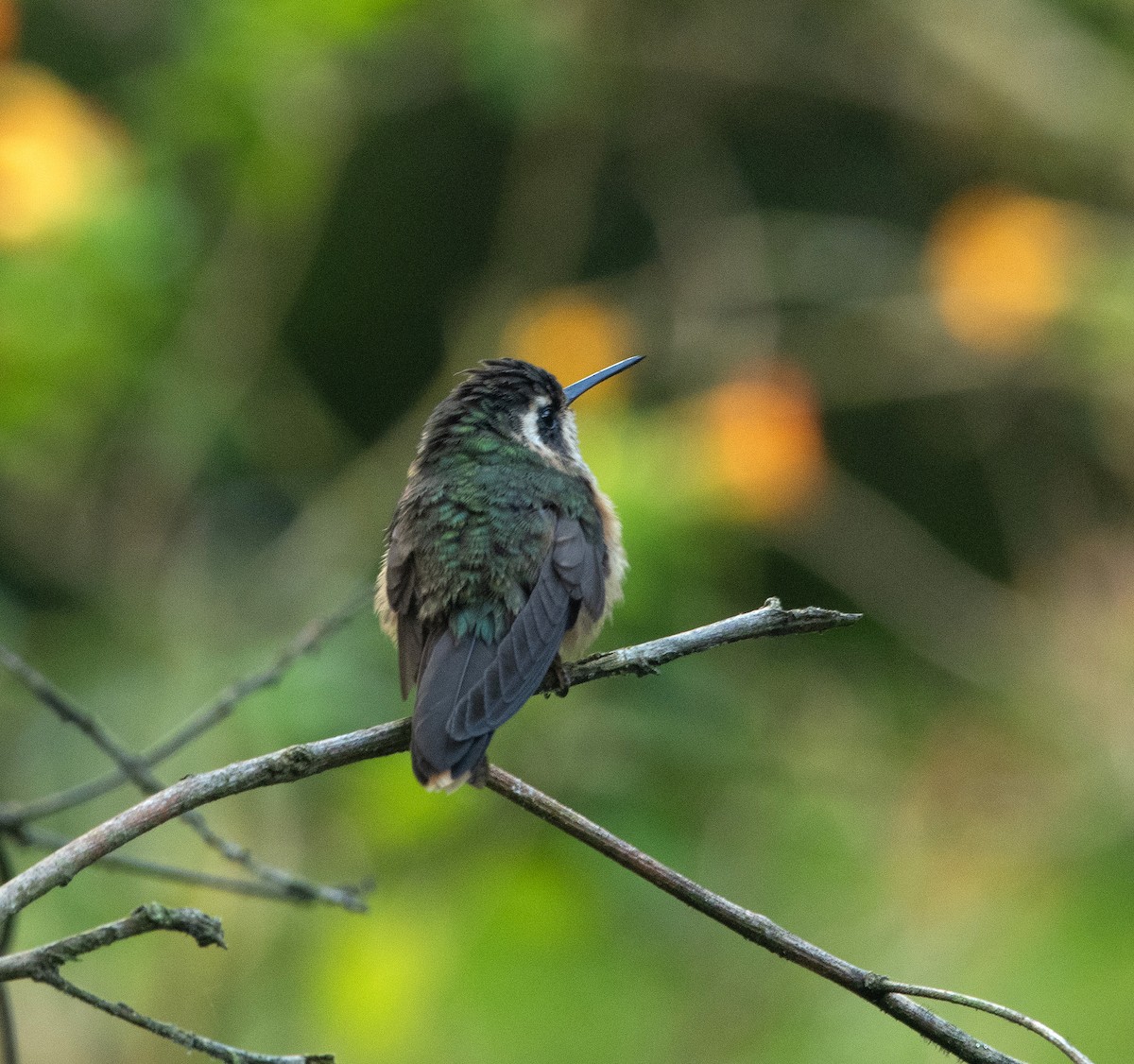 Speckled Hummingbird - ML224555951