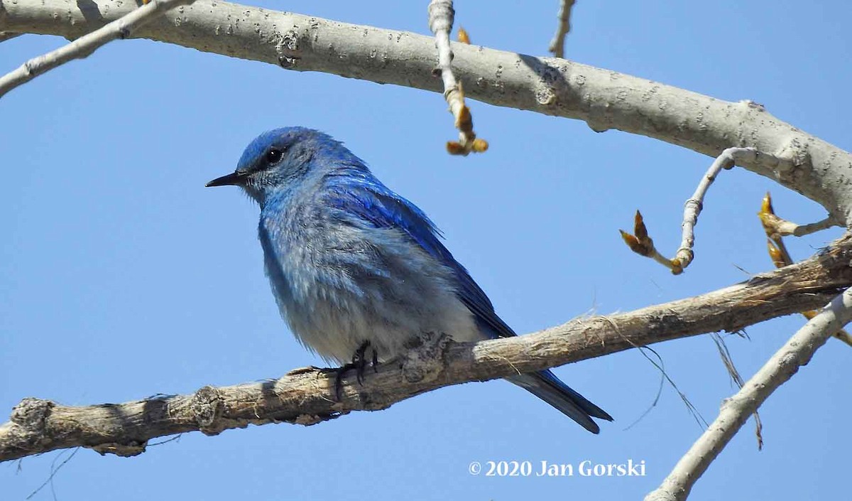 Mountain Bluebird - Jan Gorski