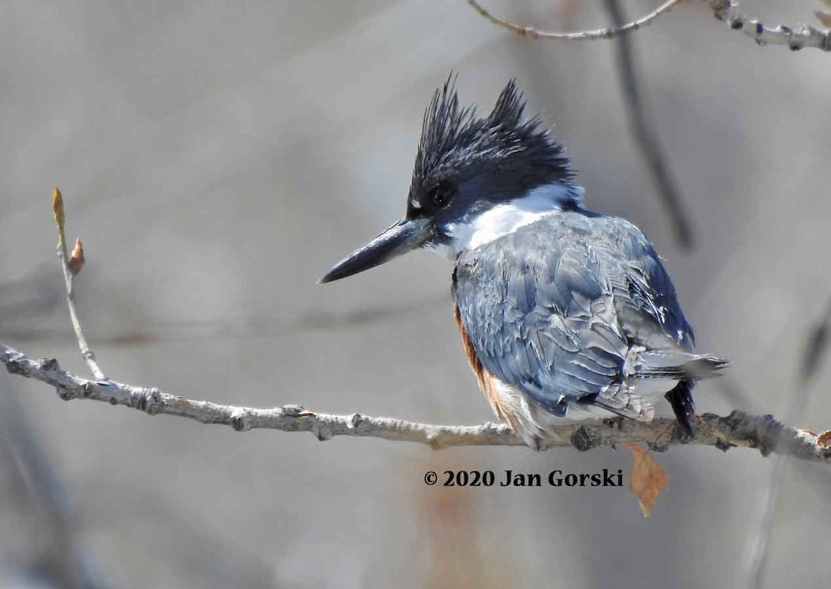 Belted Kingfisher - Jan Gorski