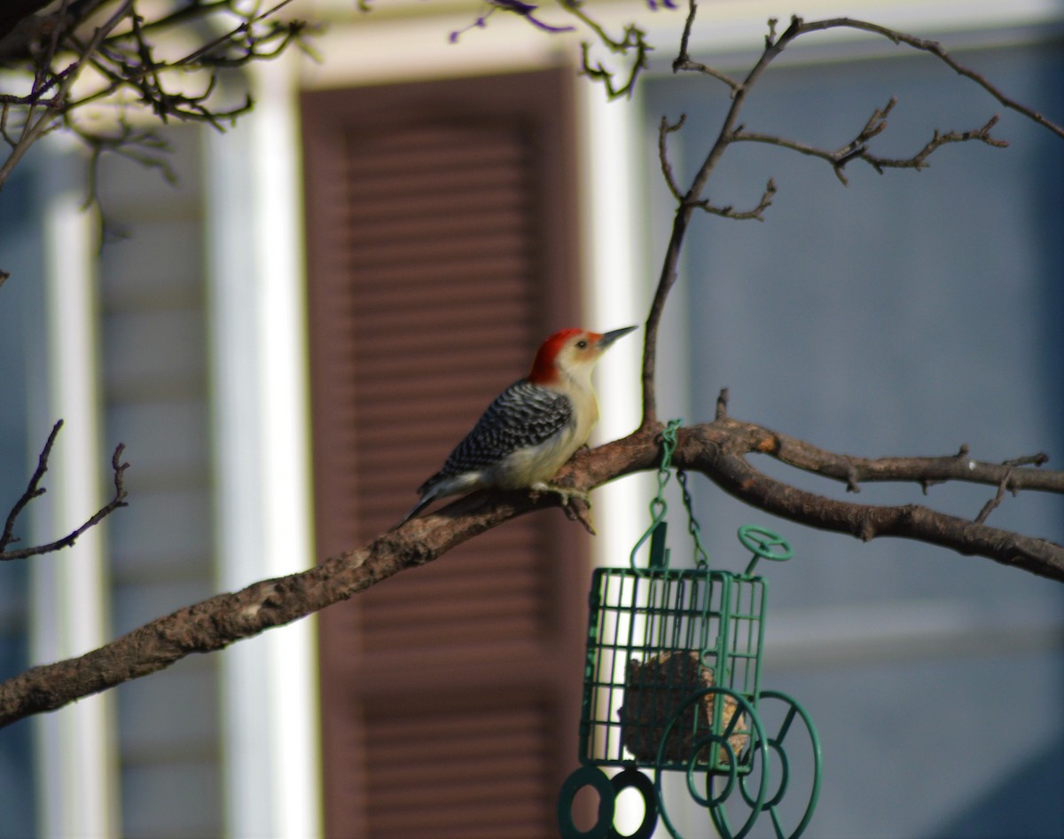 Red-bellied Woodpecker - ML224556811