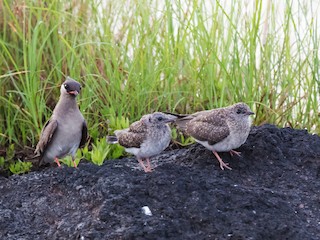 นกเต็มวัยและนกเด็ก (White-naped) - Vivek Menon - ML224559411