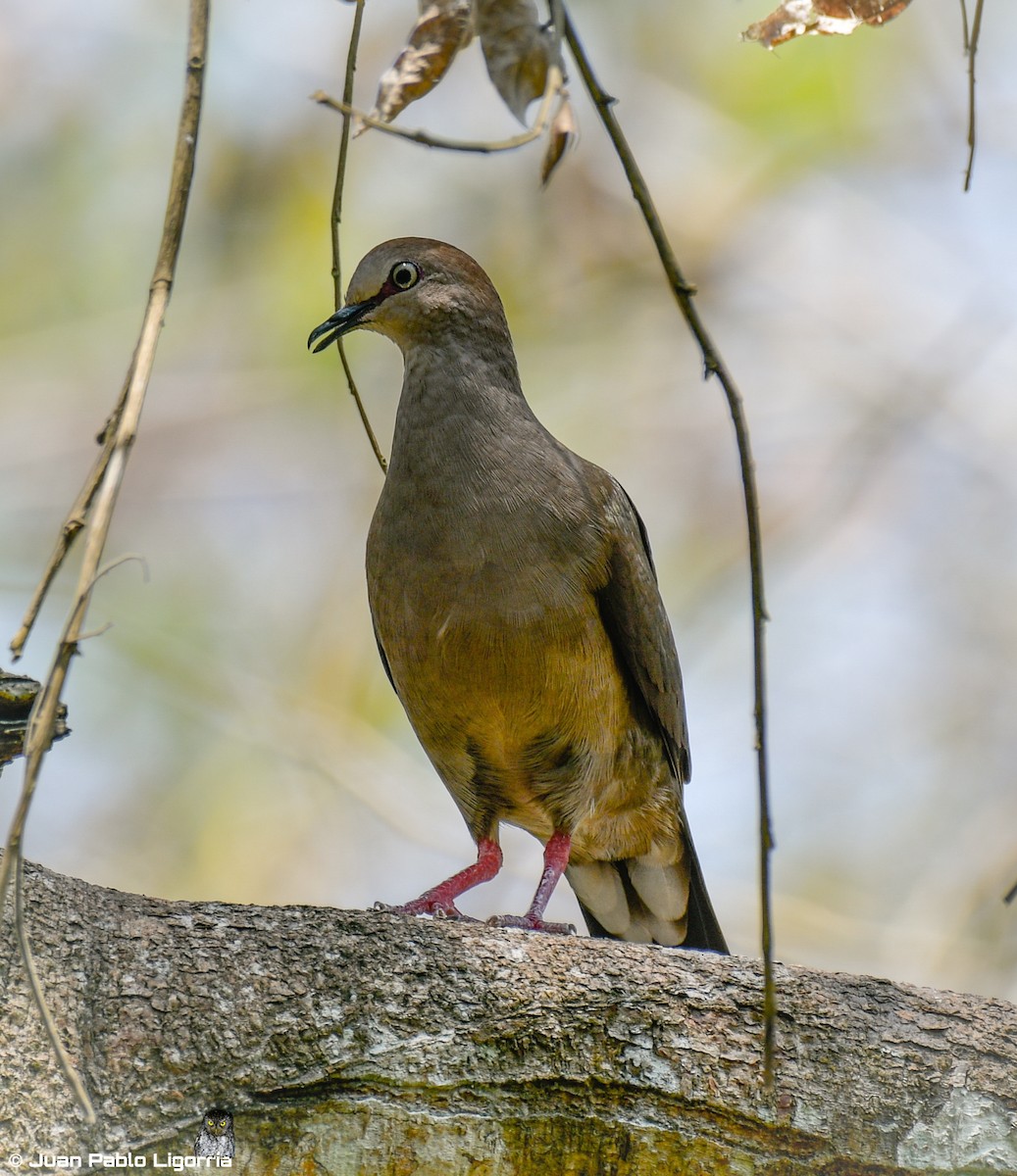 Gray-chested Dove - ML224562521