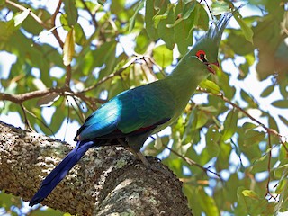 Touraco de Schalow - eBird