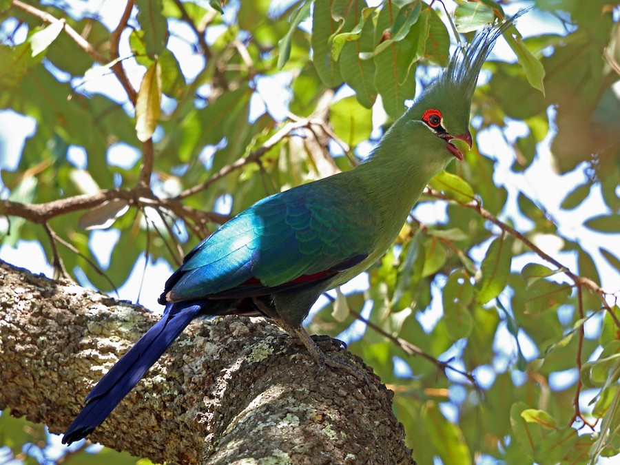 Schalow's Turaco - eBird