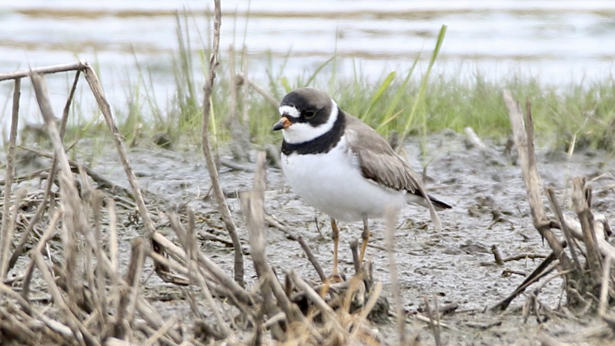 Semipalmated Plover - ML224569331