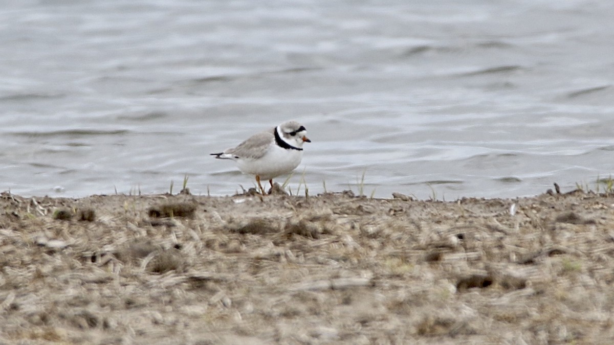 Piping Plover - Zach Haring